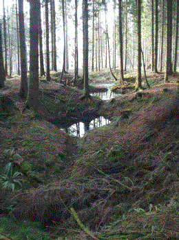 Recent bomb craters